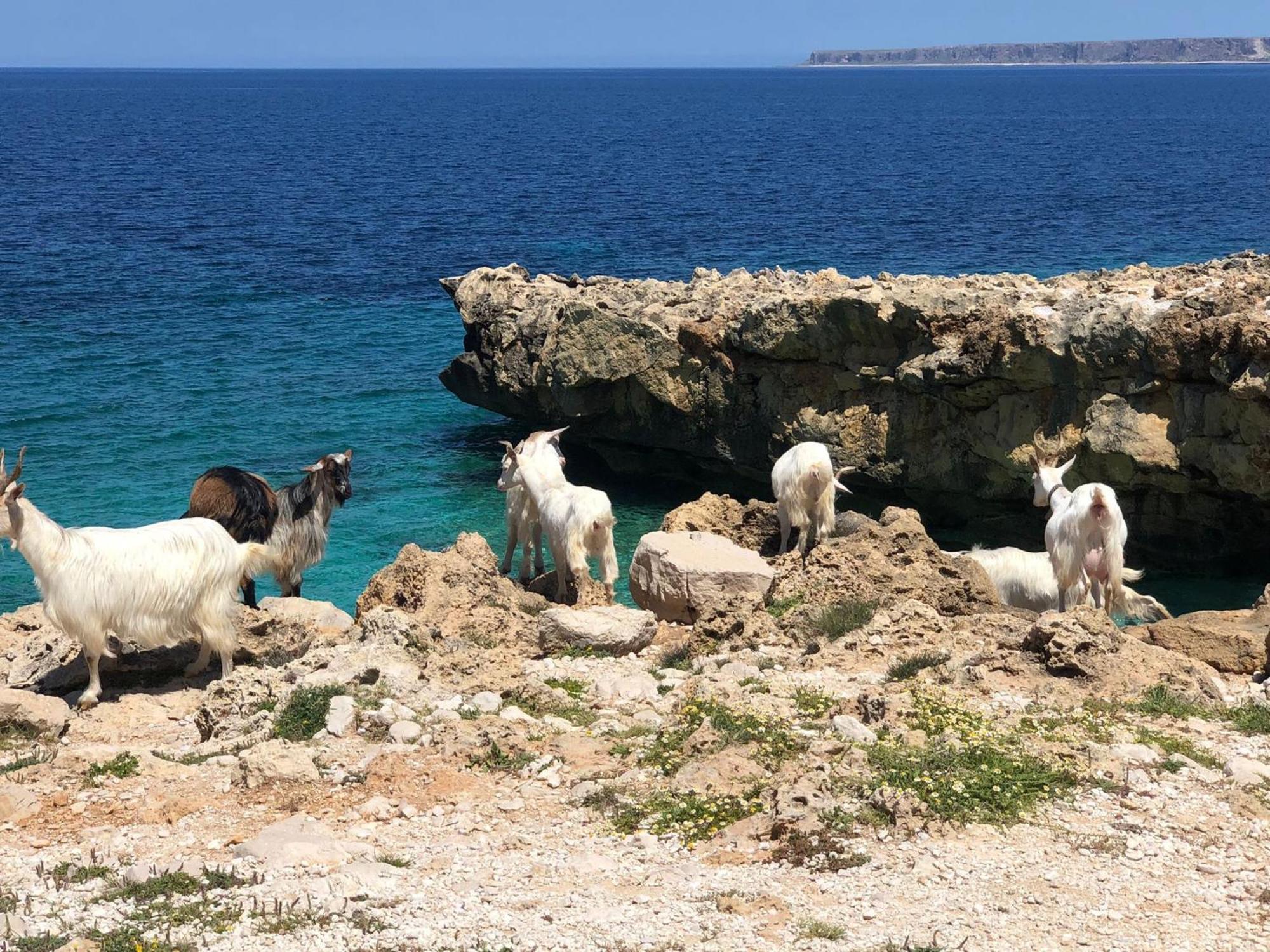 קוסטונאצ'י L'Oasi Una Pineta Sul Mare מראה חיצוני תמונה